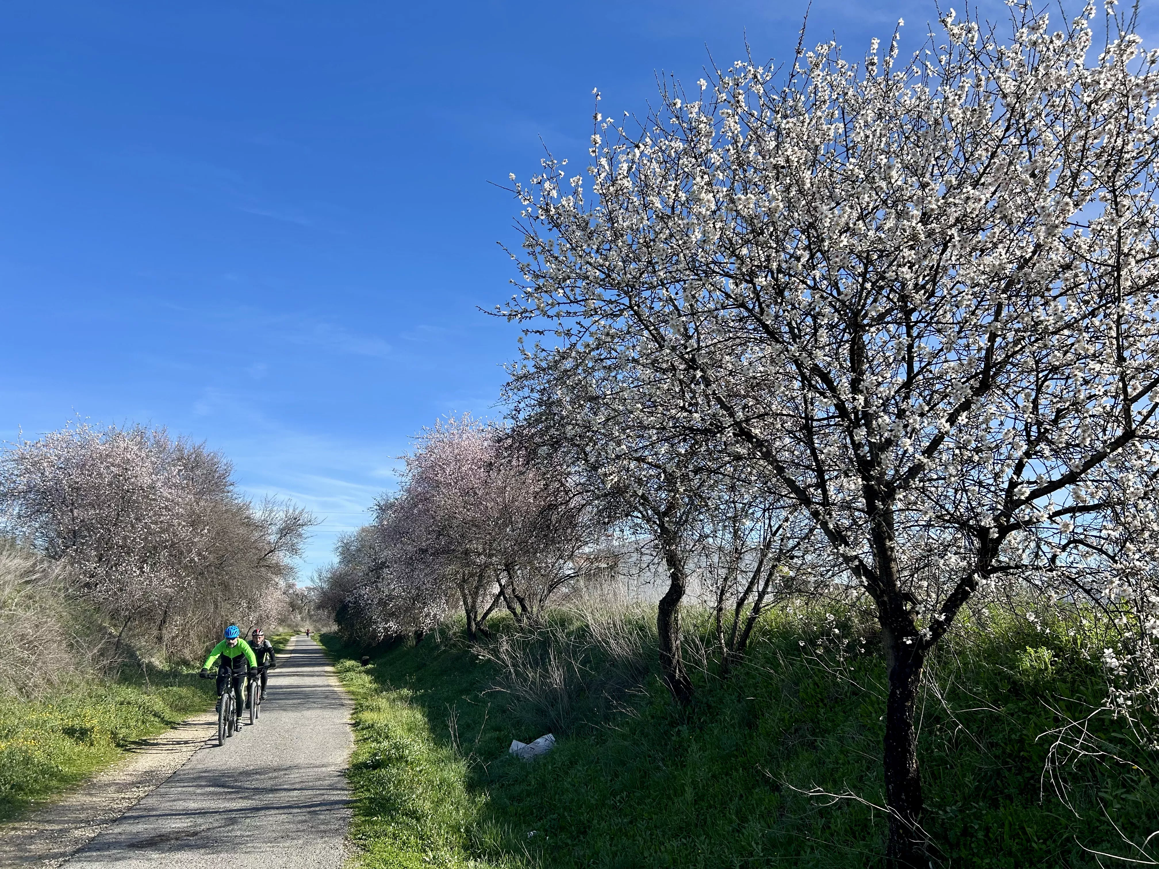 Almendros en flor en la Vía Verde