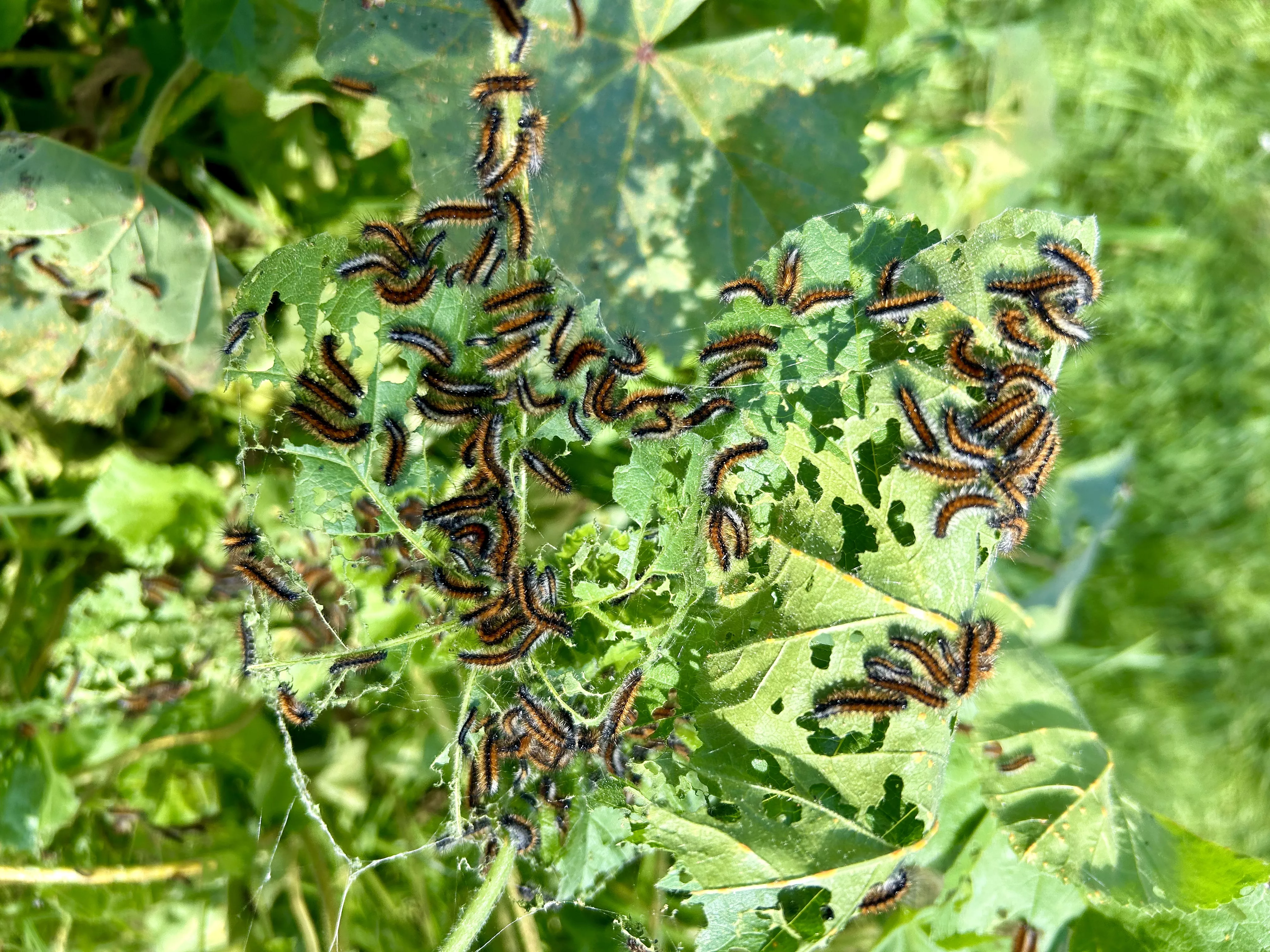 Las orugas peludas se han dejado ver en numerosas zonas verdes de la ciudad