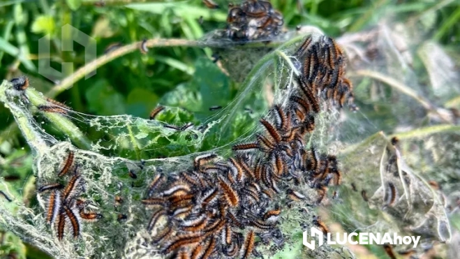 Orugas peludas saliendo de su habitual "tela de araña" en una fase inicial de crecimiento