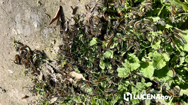 Orugas peludas en la Vía Verde