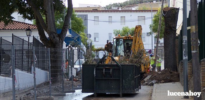  Protestas por la retirada de 3 olmos de gran porte en calle Paseo de Rojas. Según el consistorio estaban enfermos 