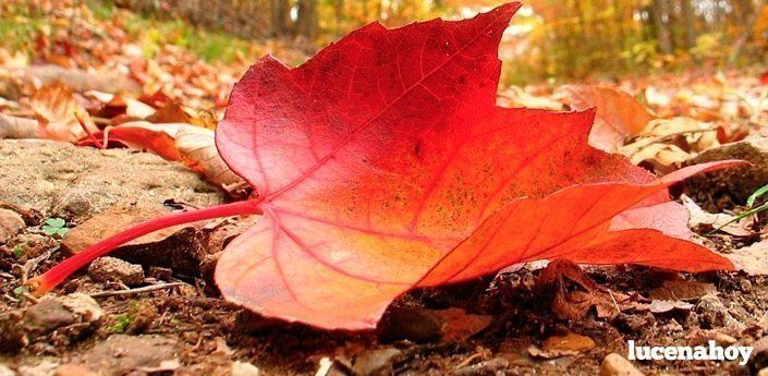  Abierto plazo para enviar fotografias para la confección del cartel del Curso de Flora y Fauna de otoño 