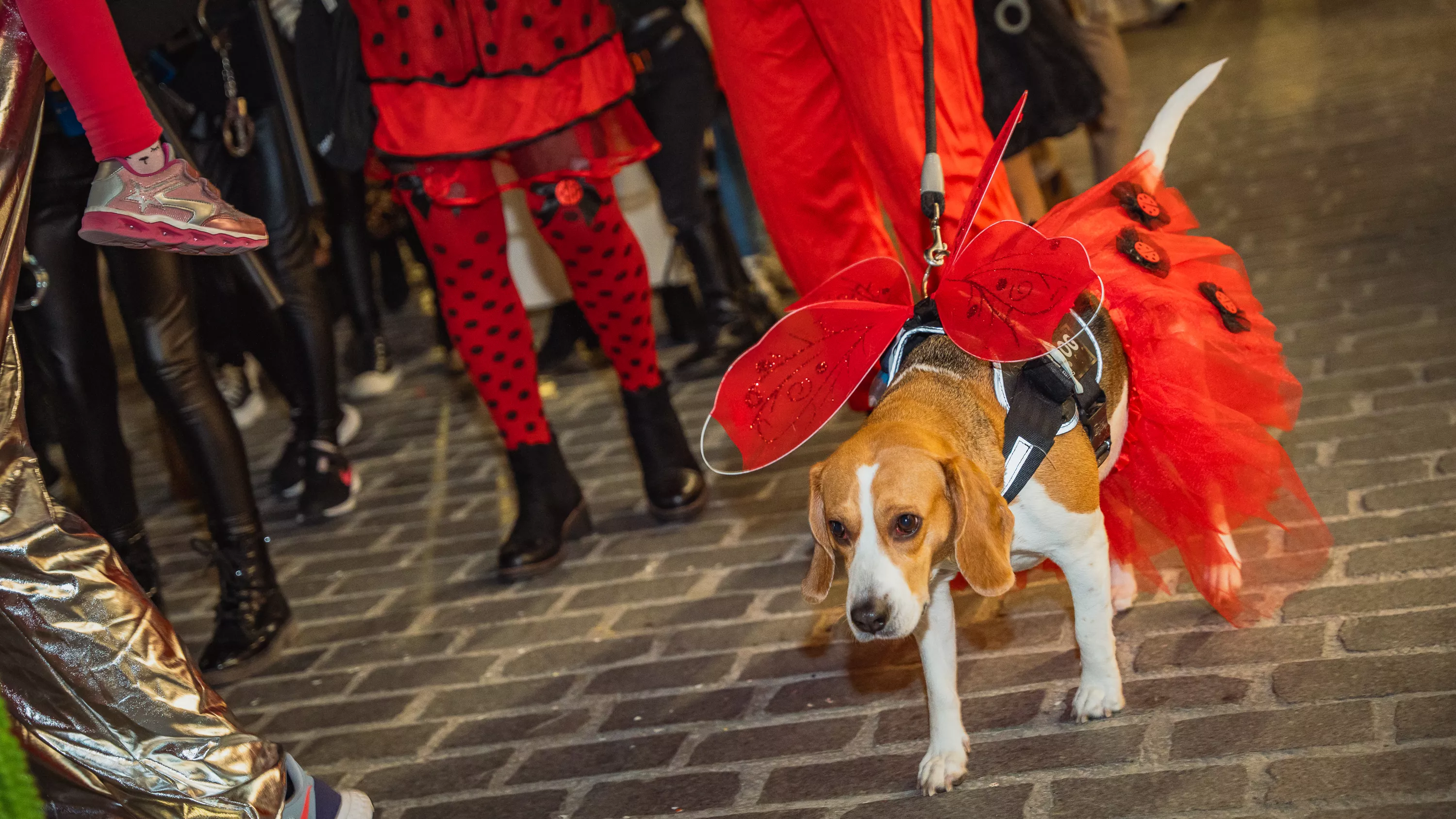 pasacalles carnaval 2024 (105)