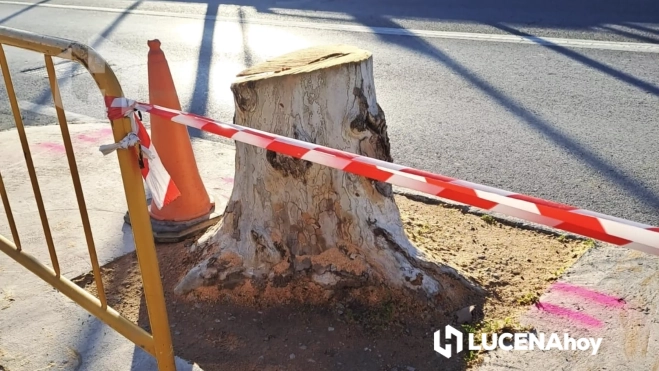 Árboles talados en la ronda de San Francisco