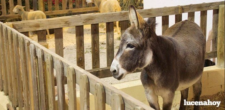  Varios colectivos promueven una manifestación para exigir la retirada de animales del Belén 