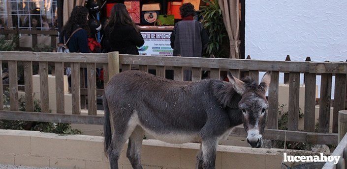  Podemos Lucena se desvincula de la posición de Podemos Animalista Lucena sobre la muerte del burrito 