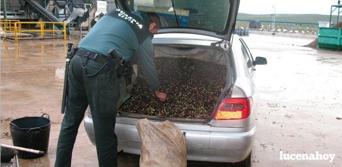  La Guardia Civil detiene en Lucena a tres personas por 23 robos de aceituna y recupera 26 toneladas de fruto 