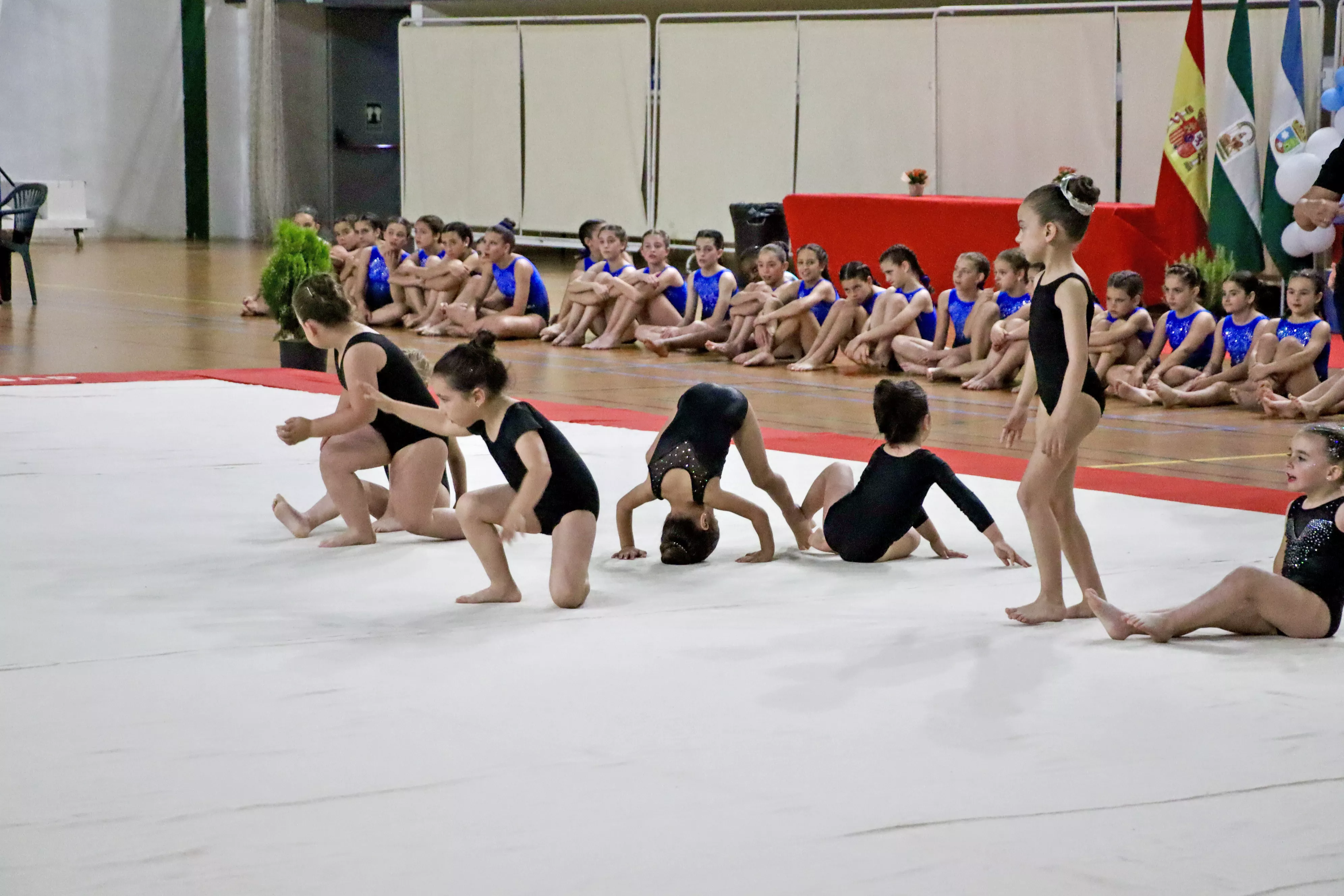 Exhibición del Club Lucentino de Gimnasia 2024 Exhibición del Club Lucentino de Gimnasia 2024