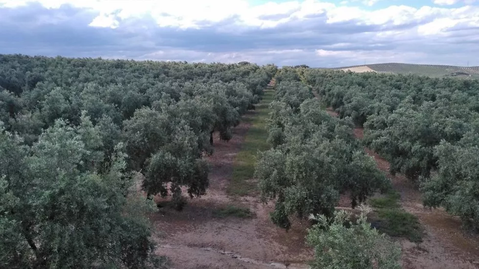 Zona de olivar en la que se construirán las plantas