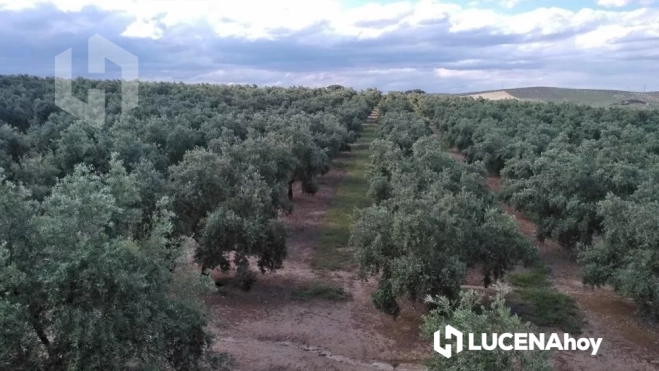 Zona de olivar en la que se construirán las plantas Zona de olivar en la que se construirán las plantas