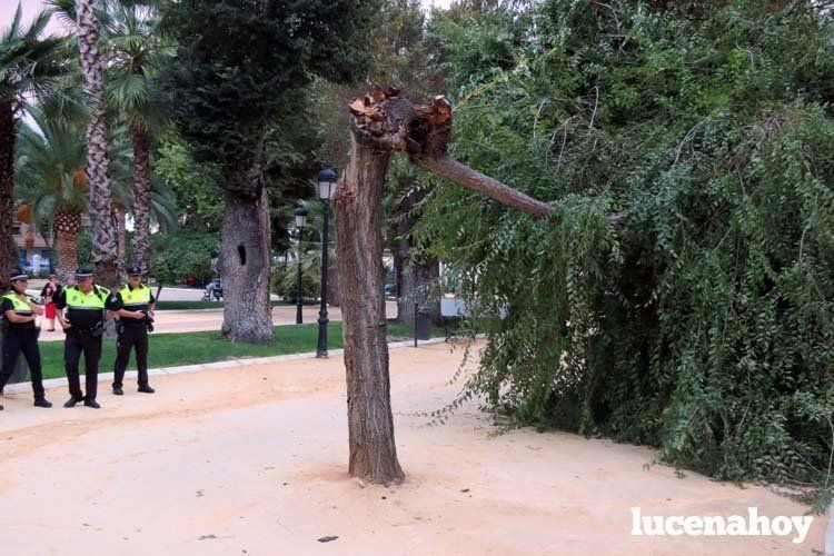  Agentes de la Policía Local acudieron al Paseo de Rojas. 