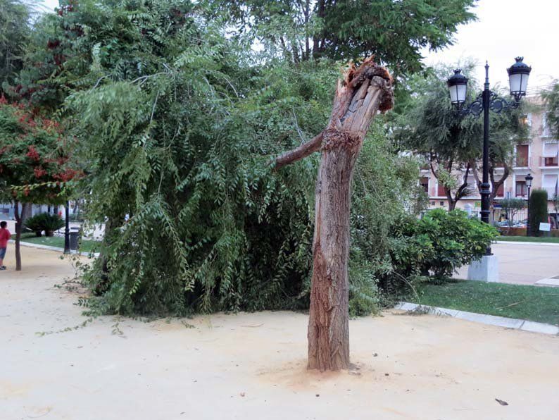 Galería de fotos: Caída de un árbol en el Paseo de Rojas