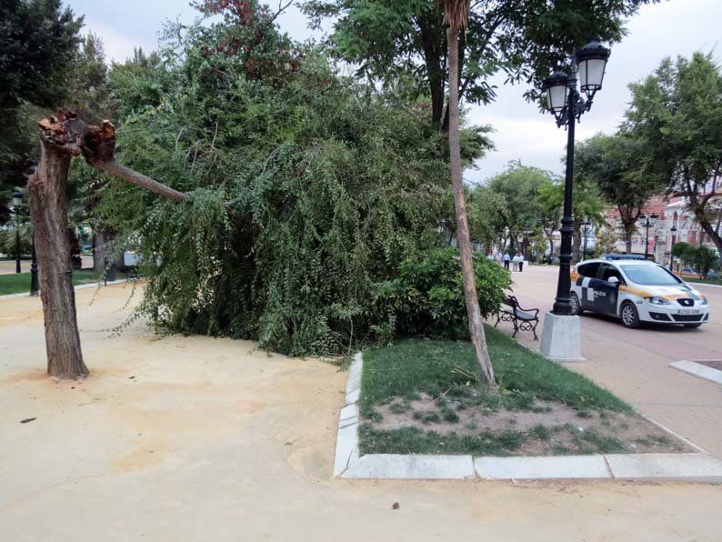 Galería de fotos: Caída de un árbol en el Paseo de Rojas