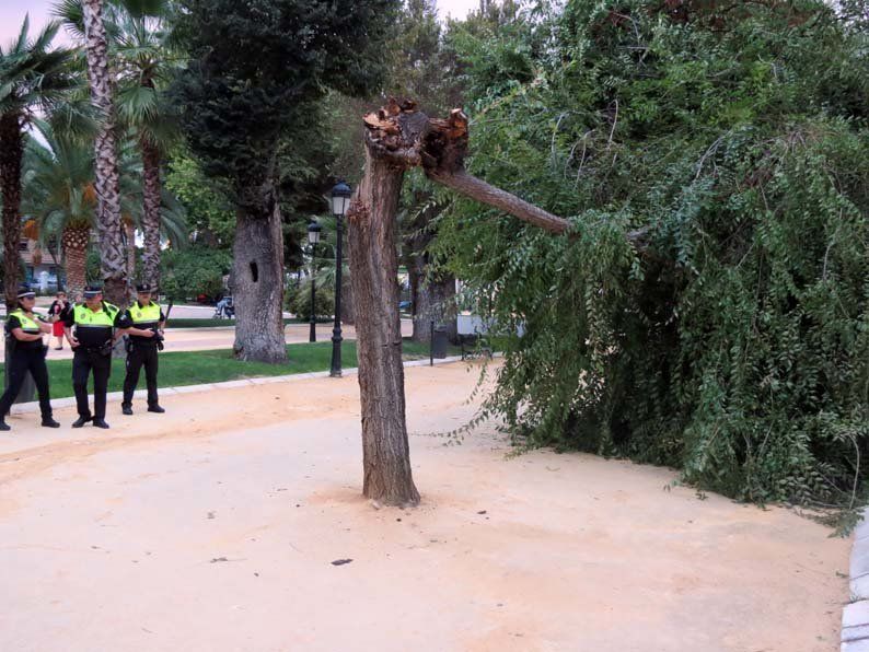 Galería de fotos: Caída de un árbol en el Paseo de Rojas