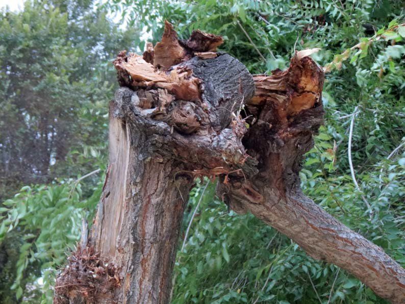 Galería de fotos: Caída de un árbol en el Paseo de Rojas