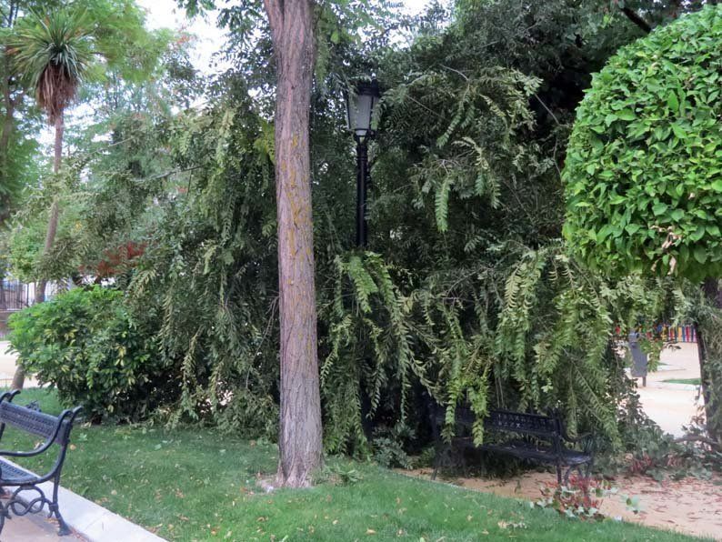 Galería de fotos: Caída de un árbol en el Paseo de Rojas