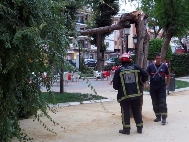 Galería de fotos: Caída de un árbol en el Paseo de Rojas