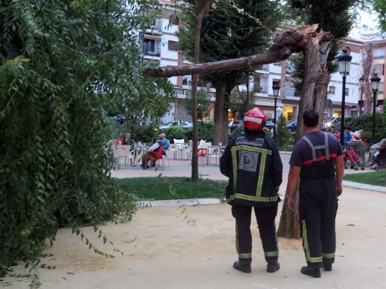 Galería de fotos: Caída de un árbol en el Paseo de Rojas