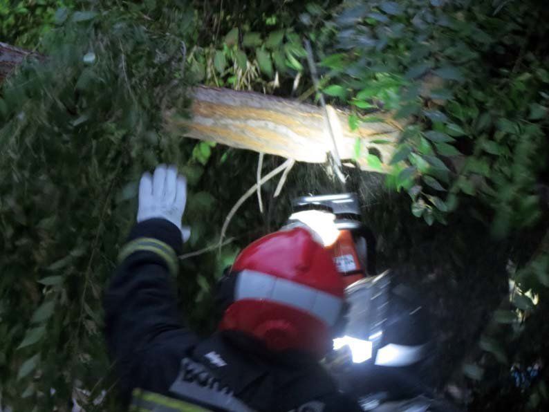 Galería de fotos: Caída de un árbol en el Paseo de Rojas