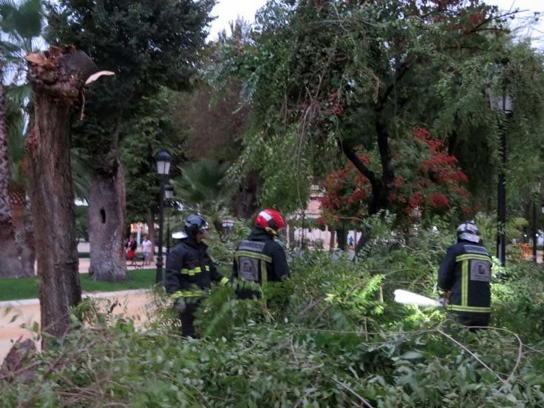 Galería de fotos: Caída de un árbol en el Paseo de Rojas