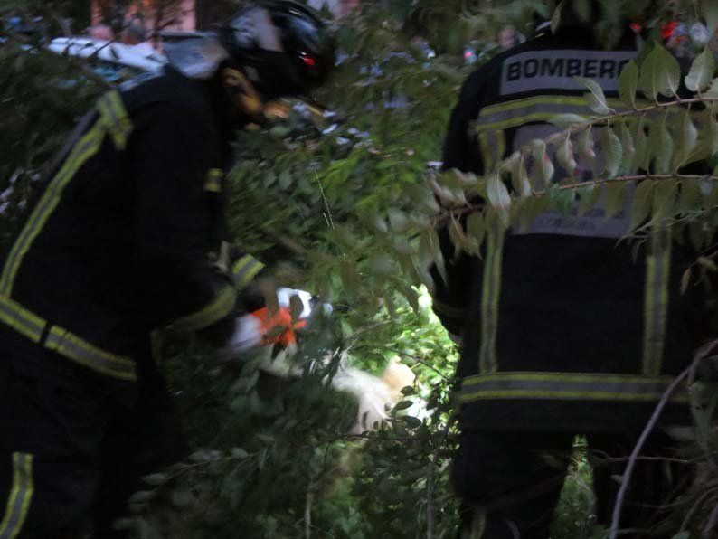 Galería de fotos: Caída de un árbol en el Paseo de Rojas