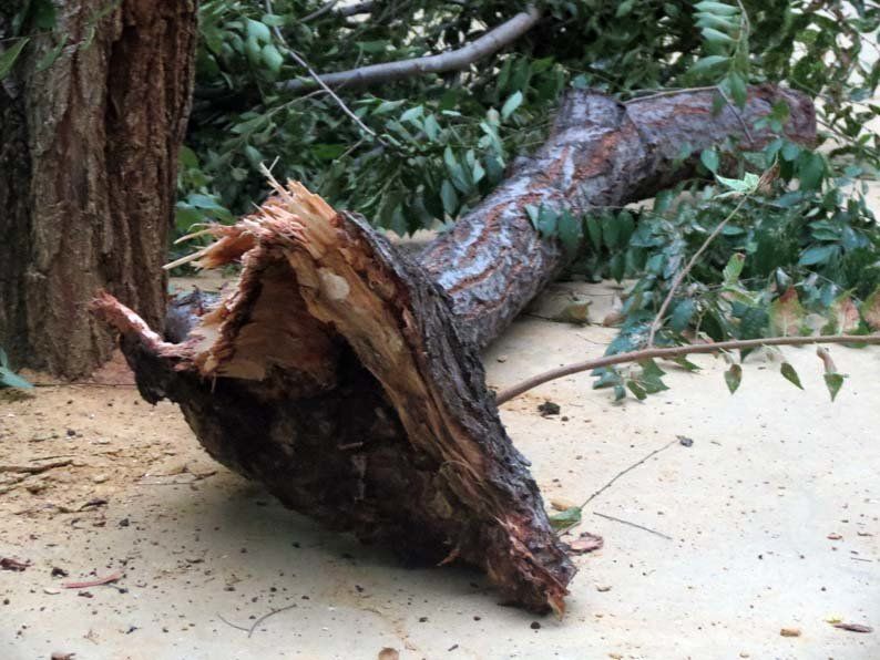 Galería de fotos: Caída de un árbol en el Paseo de Rojas