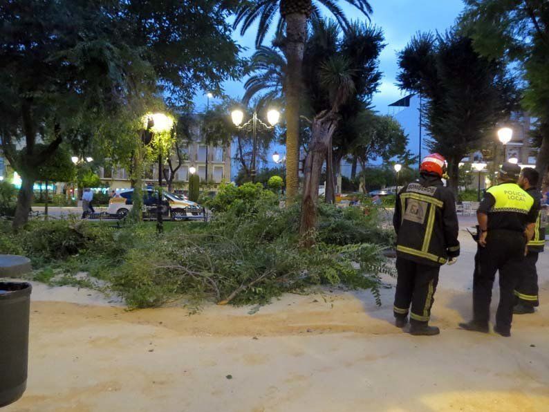 Galería de fotos: Caída de un árbol en el Paseo de Rojas