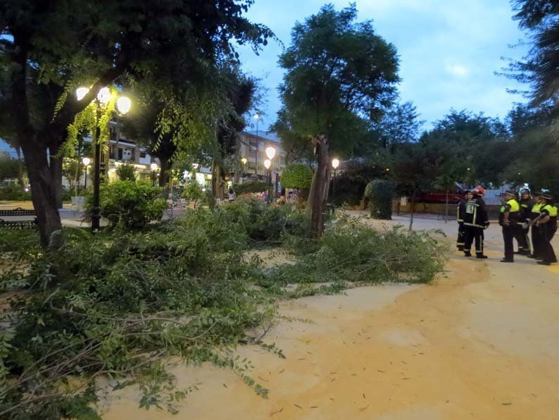 Galería de fotos: Caída de un árbol en el Paseo de Rojas