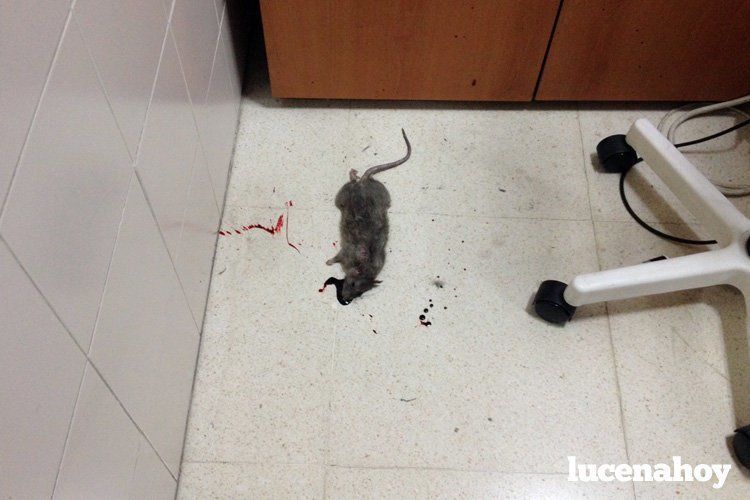  Rata aparecida el pasado sábado 3 de octubre en las Urgencias del Centro de Salud 1 de Lucena. 