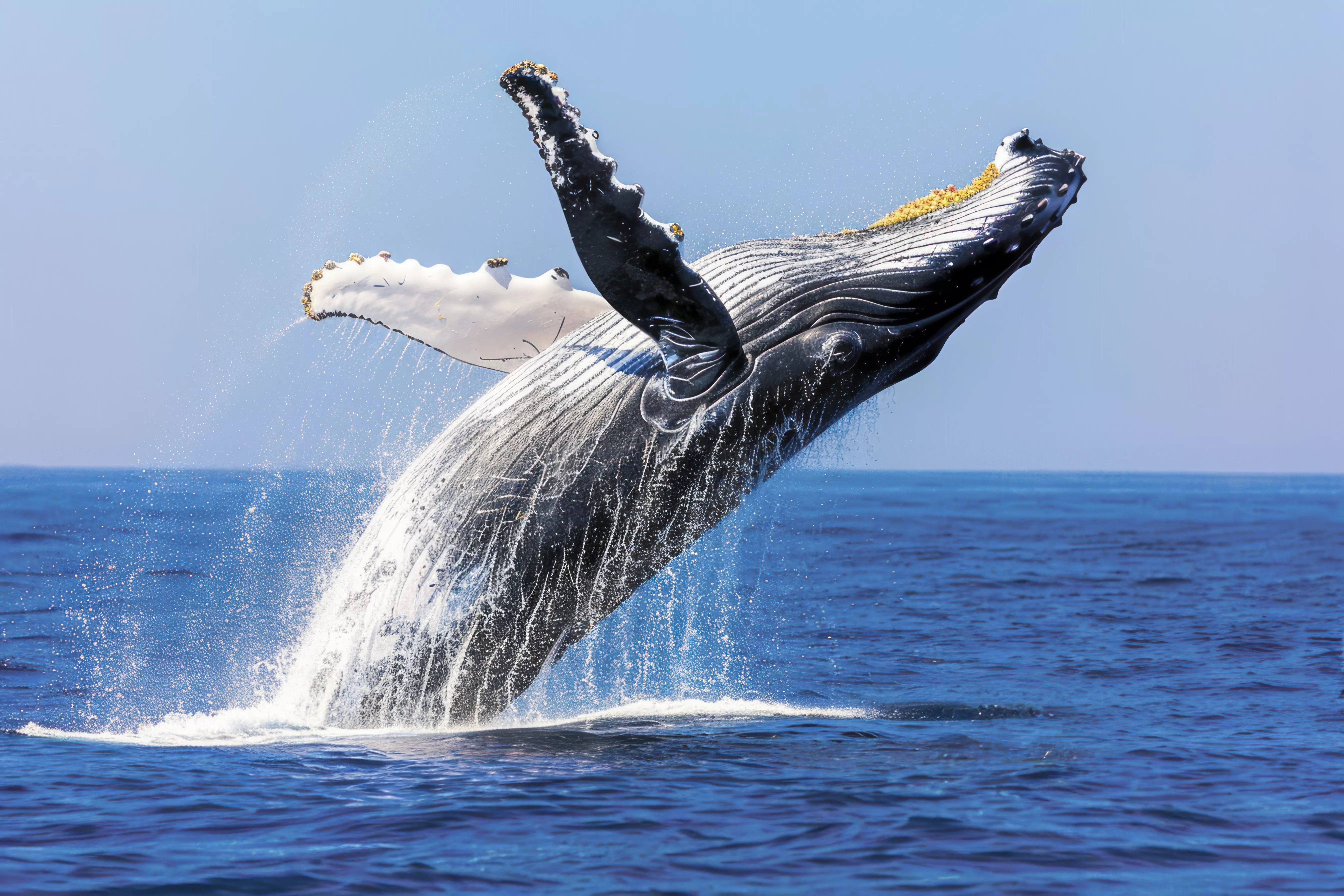 La ballena jorobada es un espectáculo único que el turista no olvidará en su vida tras su viaje a Costa Rica