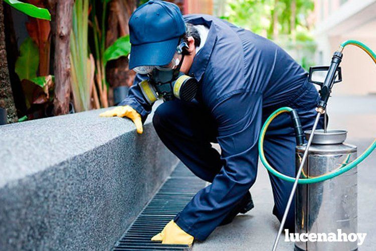  Un técnico de un empresa de fumigación aplica un tratamiento en un imbornal. Archivo 