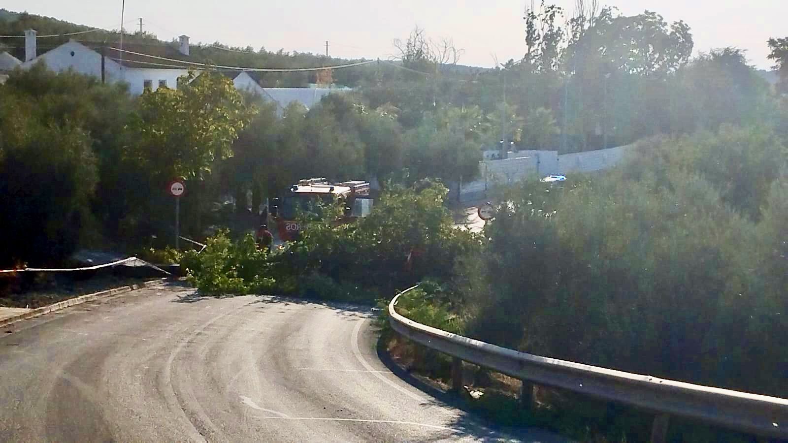 Una imagen del árbol que cayó este jueves sobre la carretera de la sierra, obstaculizando el tráfico rodado en ambos sentidos