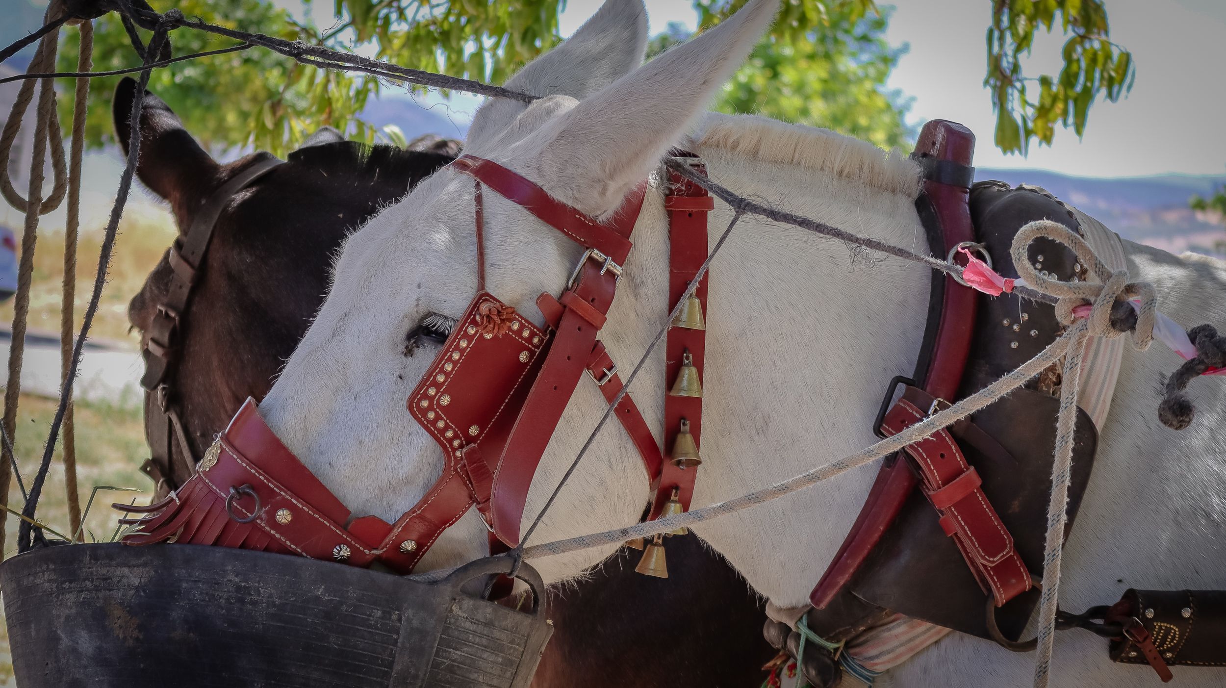 XVIII Feria del Ganado de Lucena 01