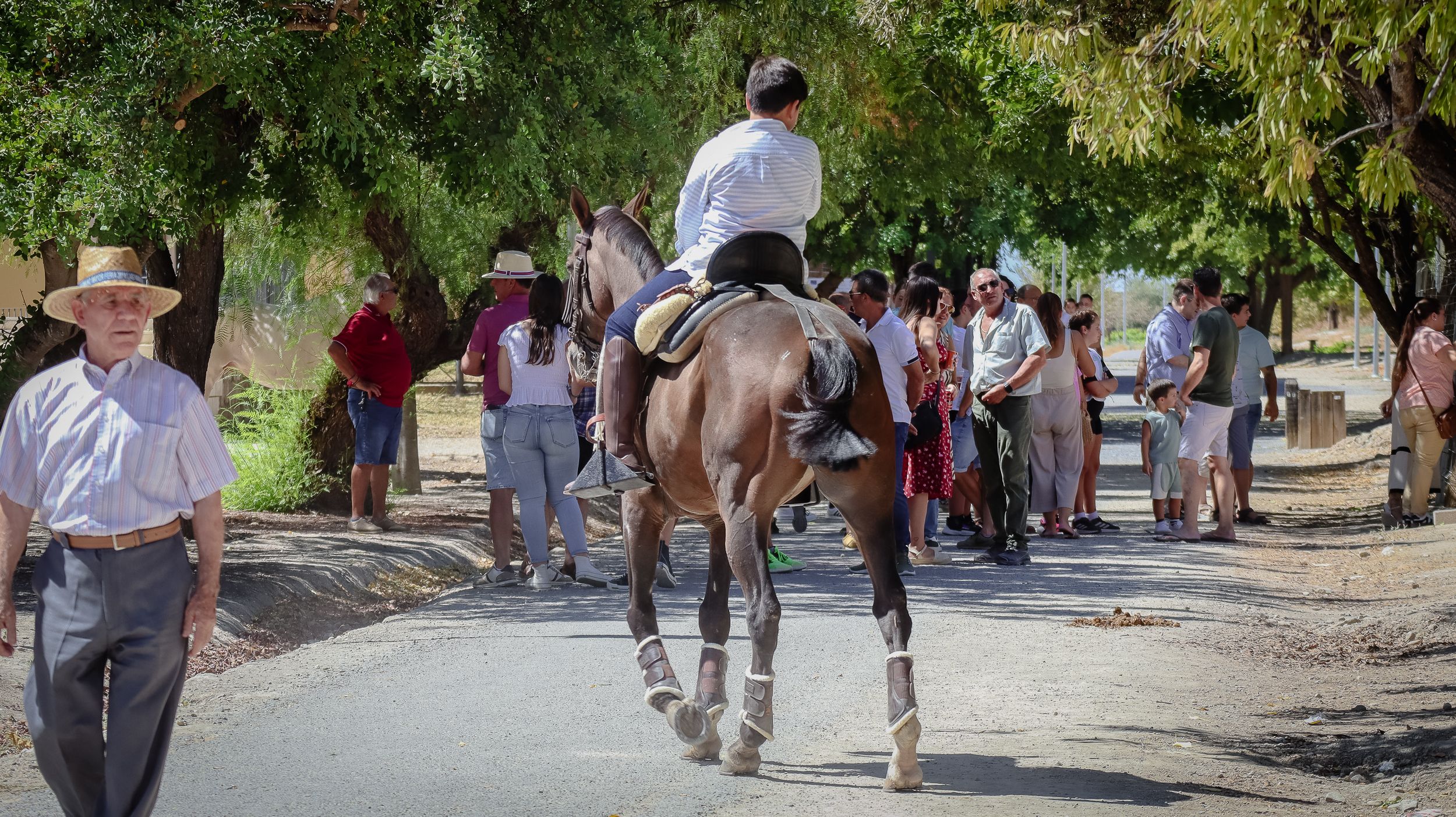 XVIII Feria del Ganado de Lucena 17