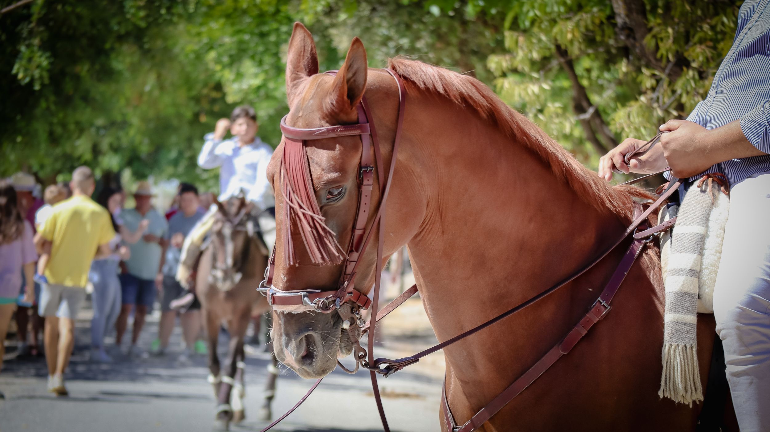 XVIII Feria del Ganado de Lucena 20