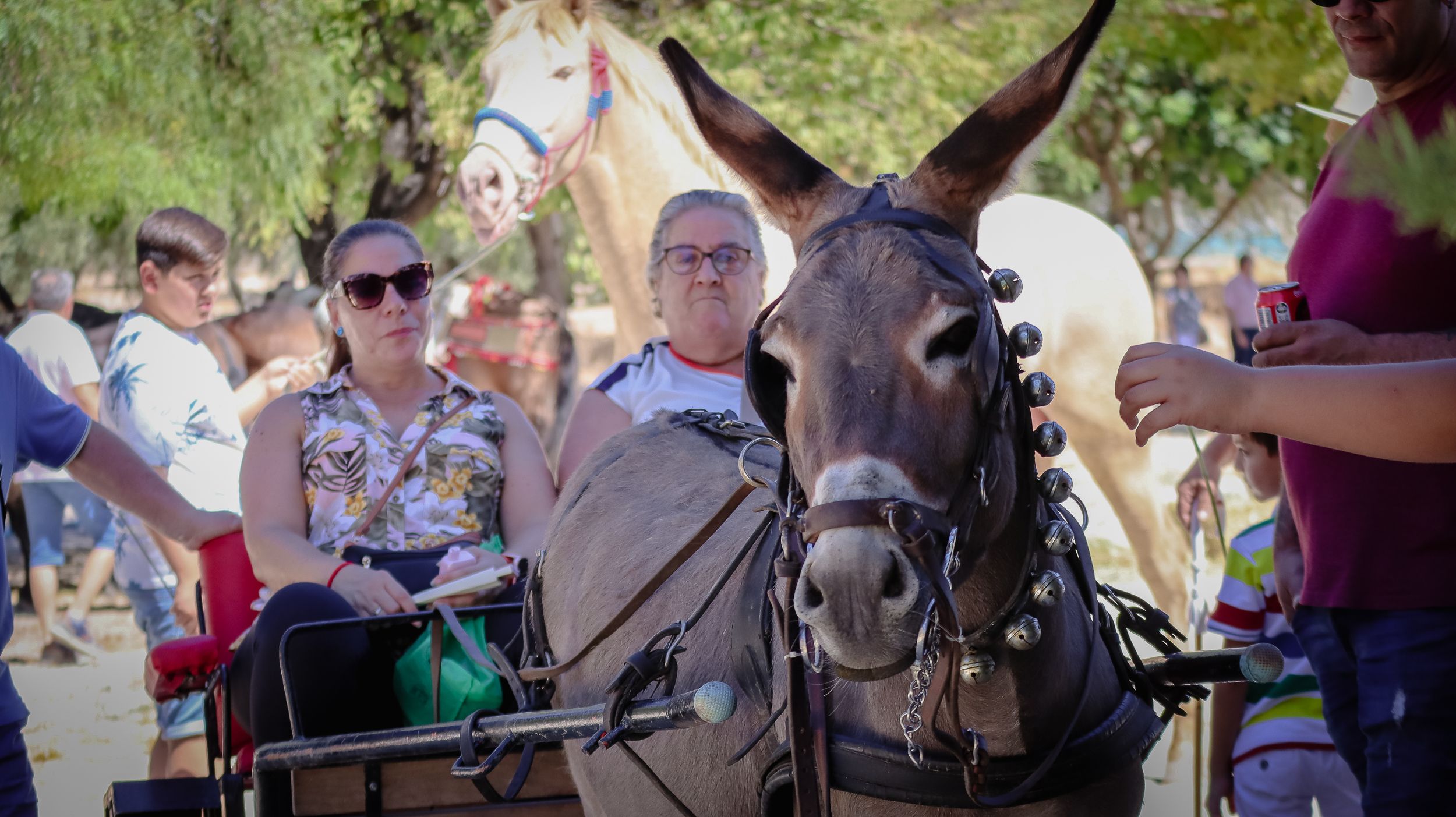 XVIII Feria del Ganado de Lucena 25