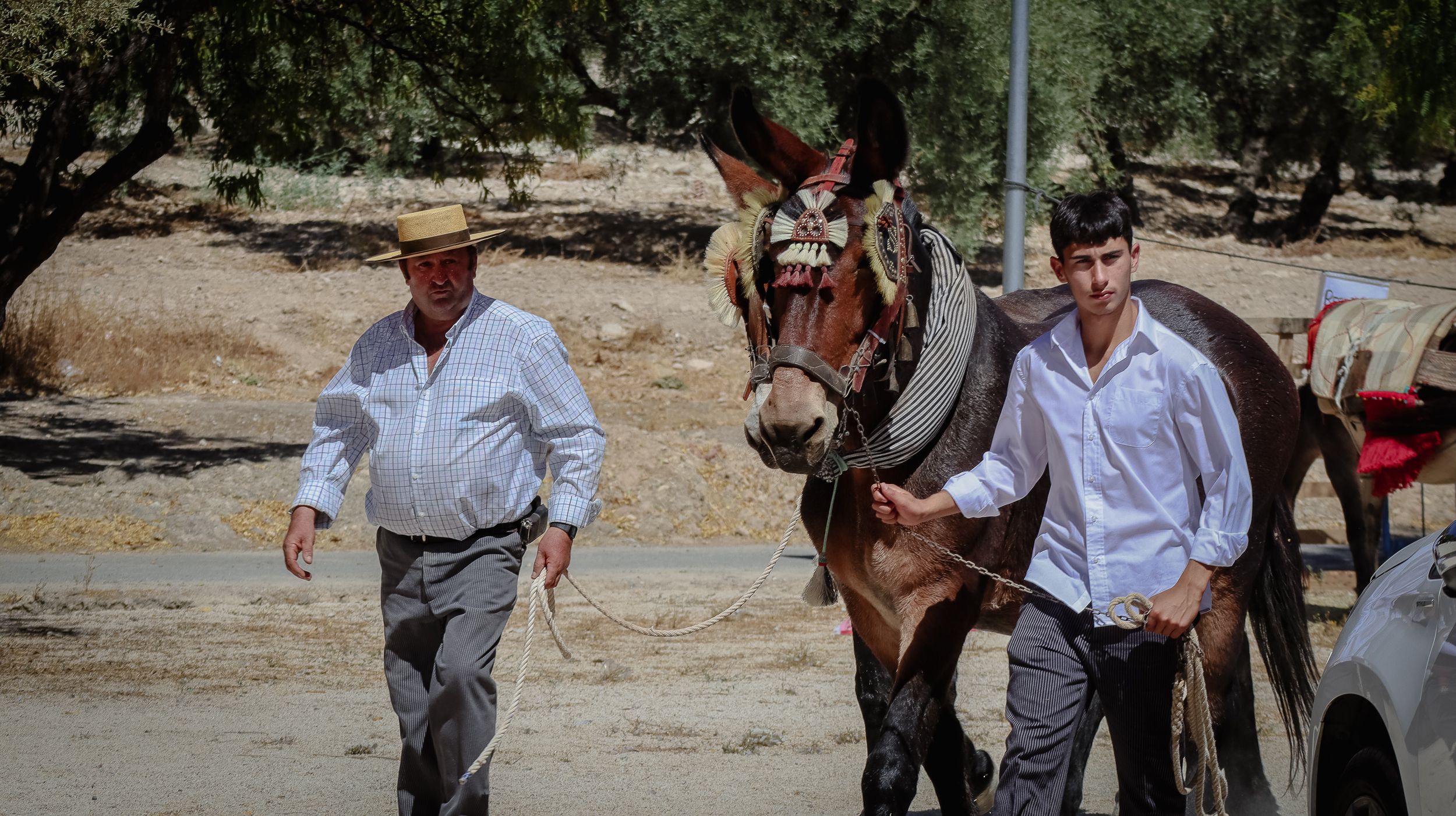XVIII Feria del Ganado de Lucena 34
