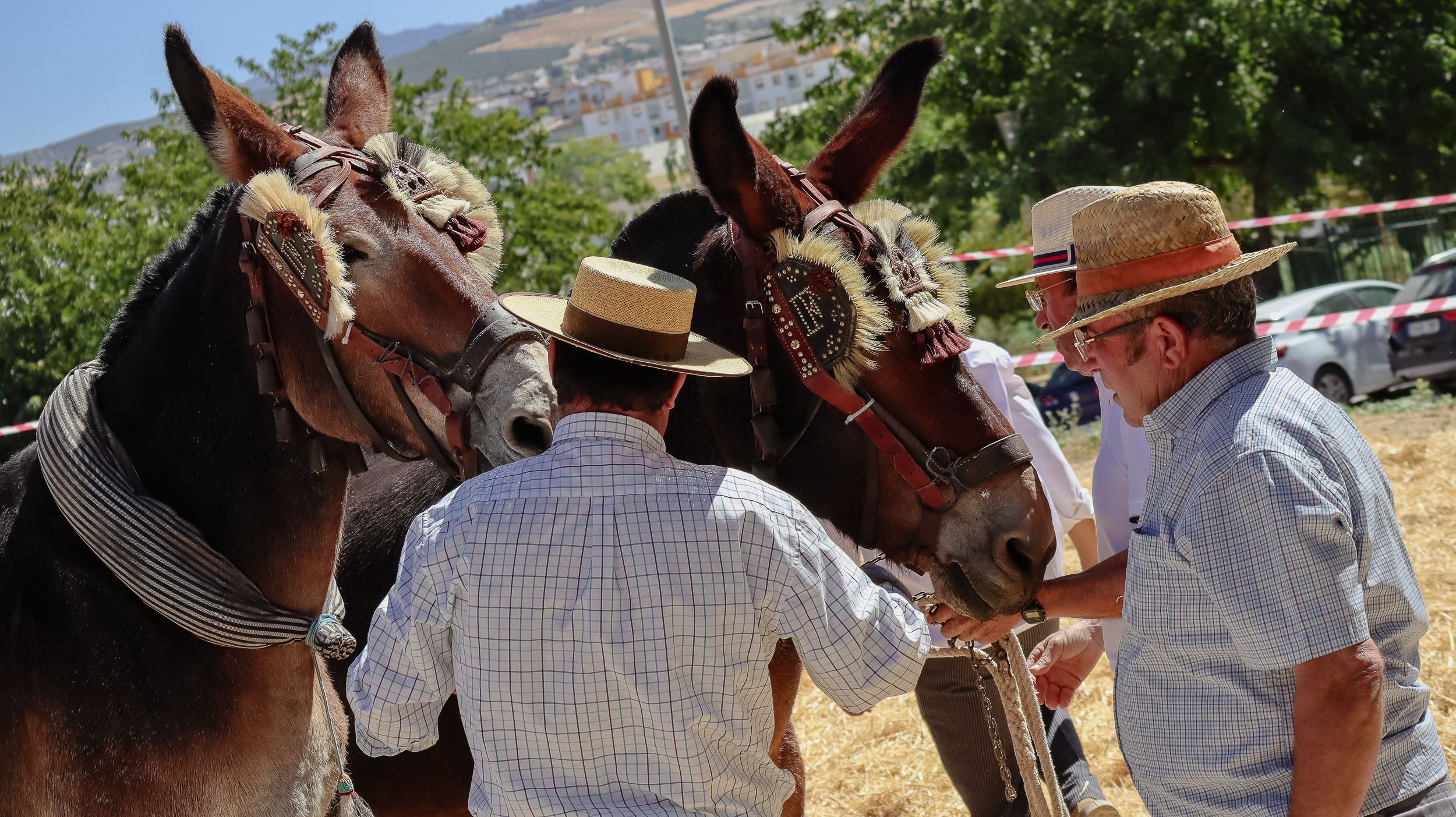 XVIII Feria del Ganado de Lucena 35