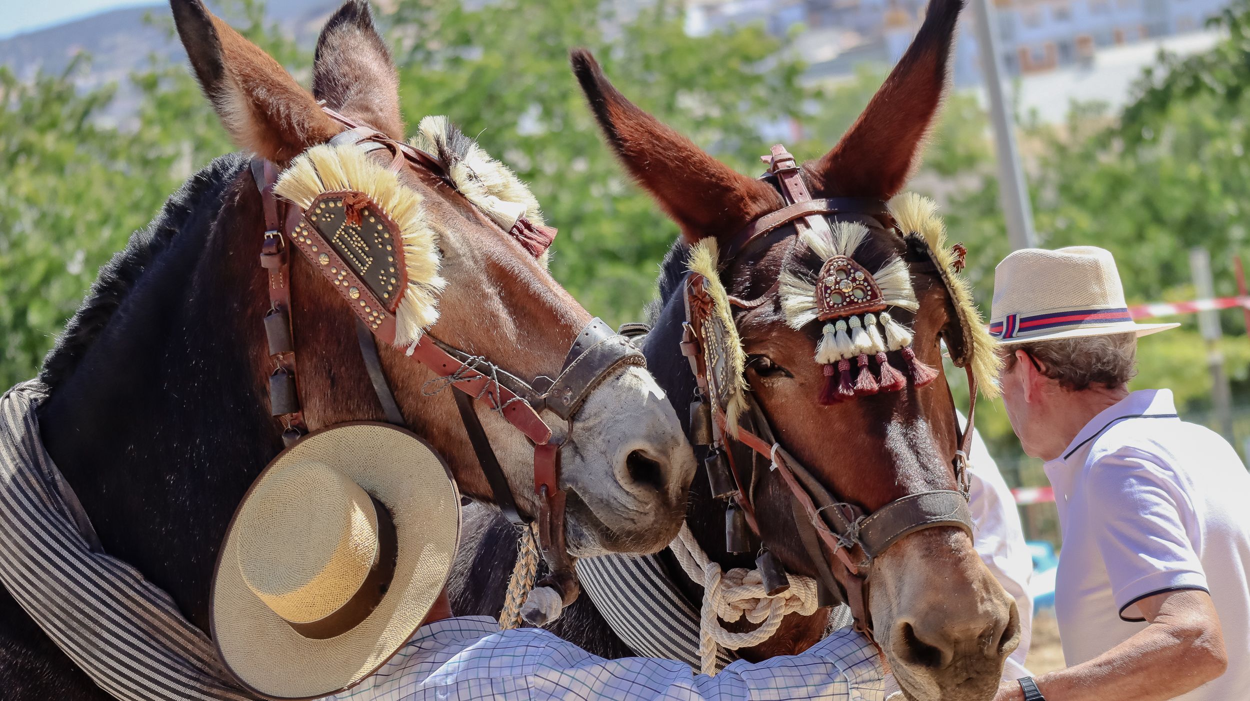XVIII Feria del Ganado de Lucena 36