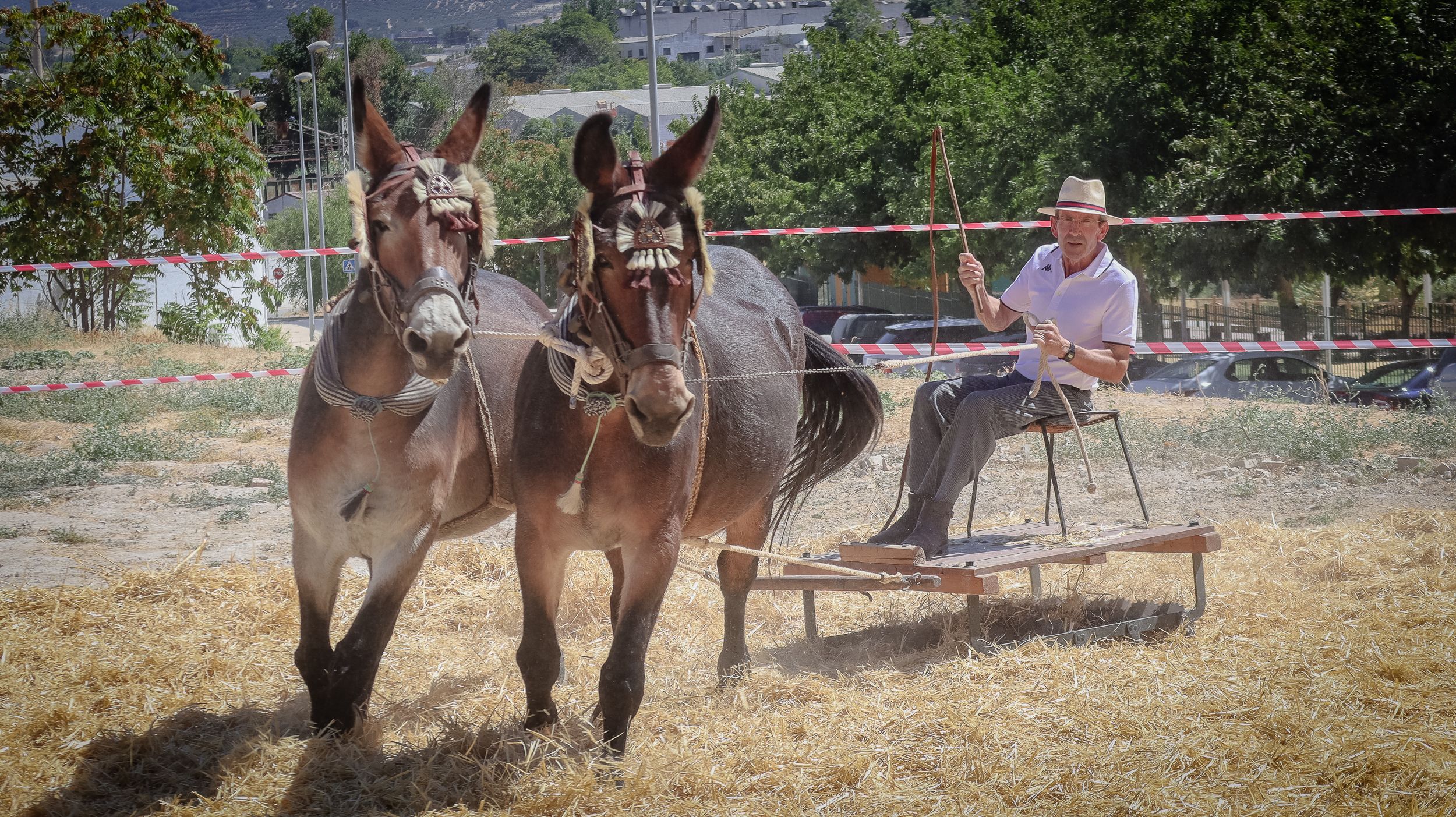 XVIII Feria del Ganado de Lucena 39