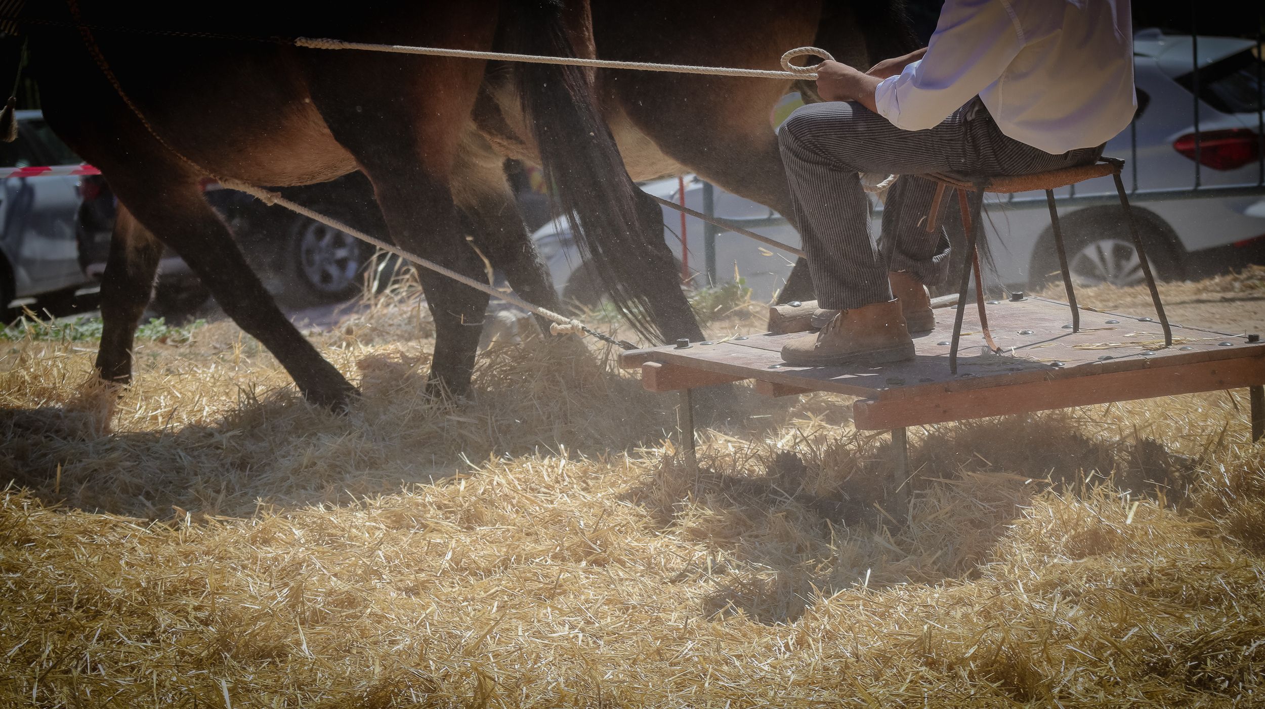 XVIII Feria del Ganado de Lucena 42