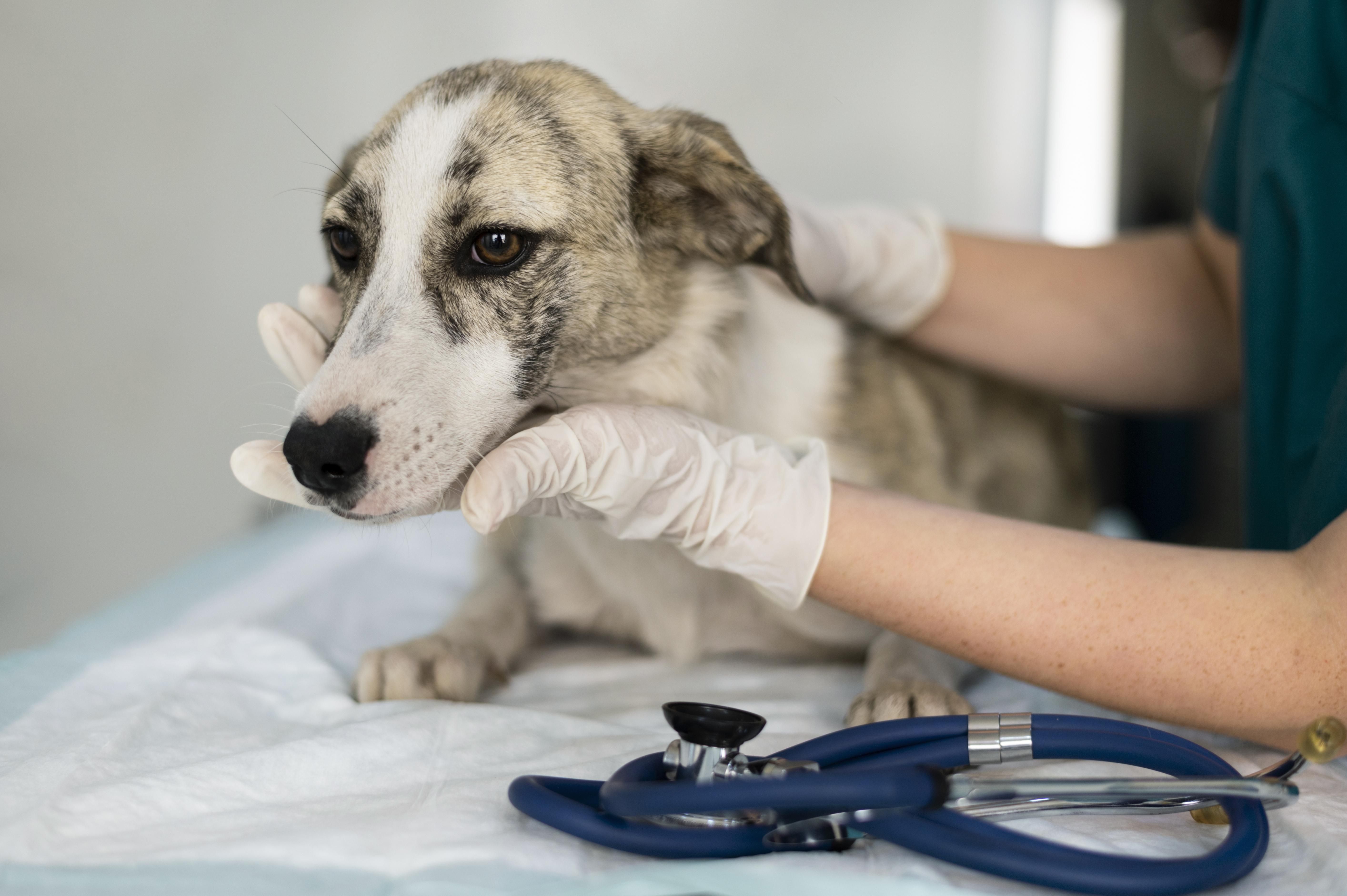 Cuidado de un perrito en la clínica veterinaria. Foto: Freepik
