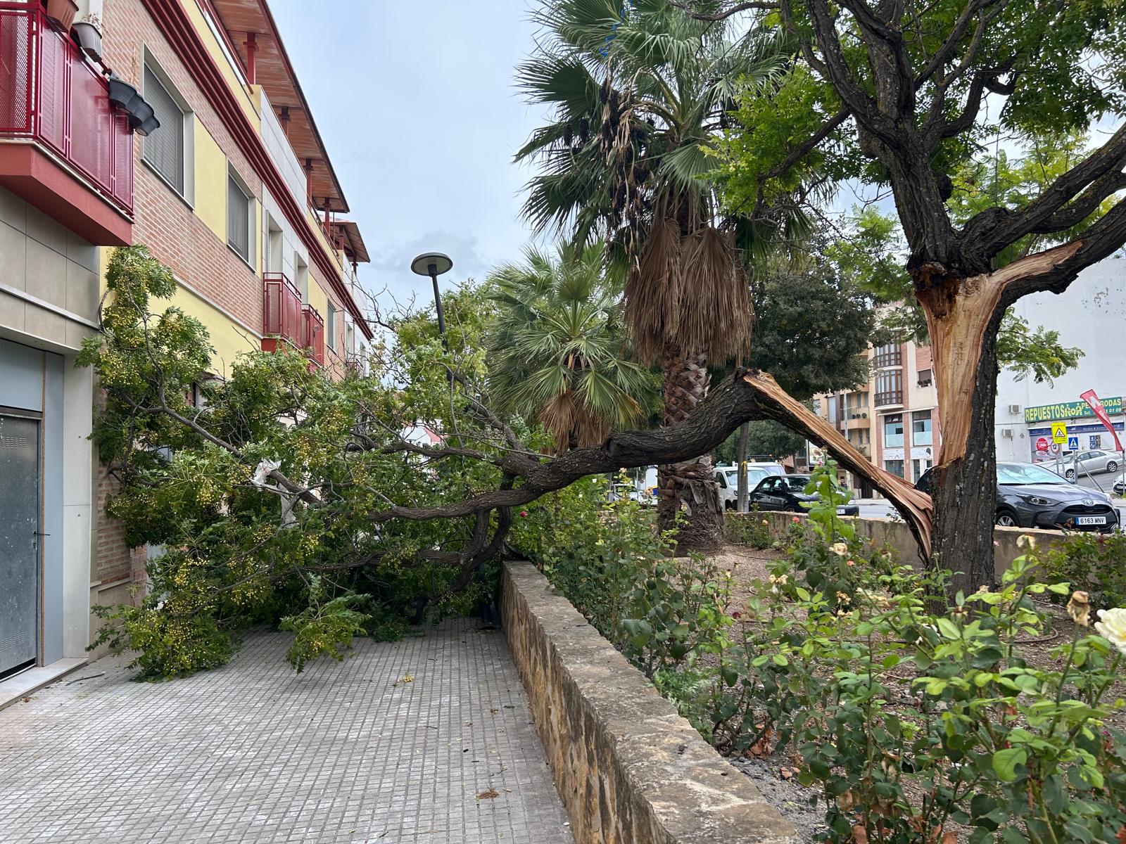 Imagen de la rotura de un árbol en las inmediaciones de la Avenida de la Guardia Civil