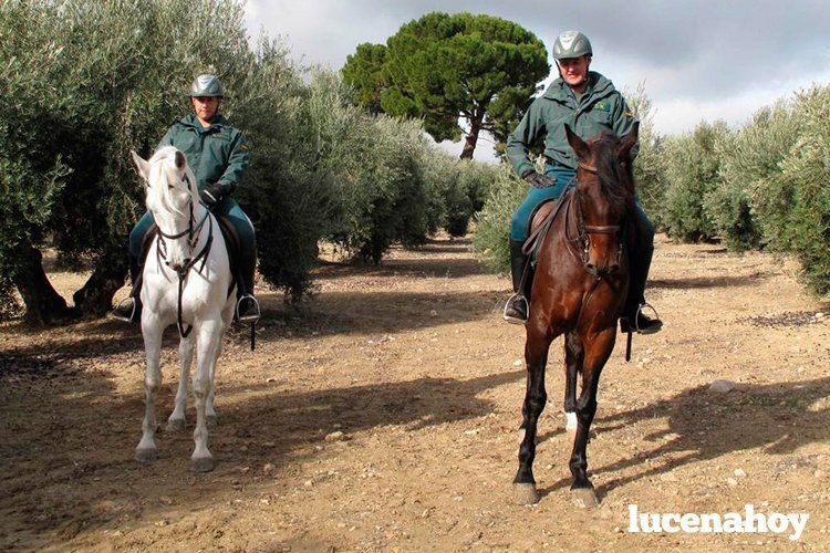 Patrulla de la Guardia Civil a caballo por una finca de olivar.jpg