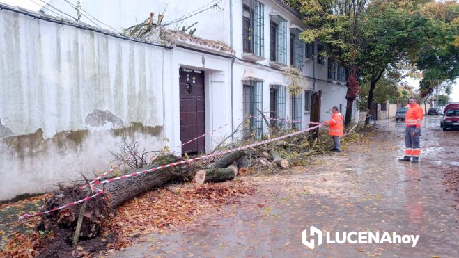 Arbol caído como consecuencia del temporal en Campo de Aras Arbol caído como consecuencia del temporal en Campo de Aras