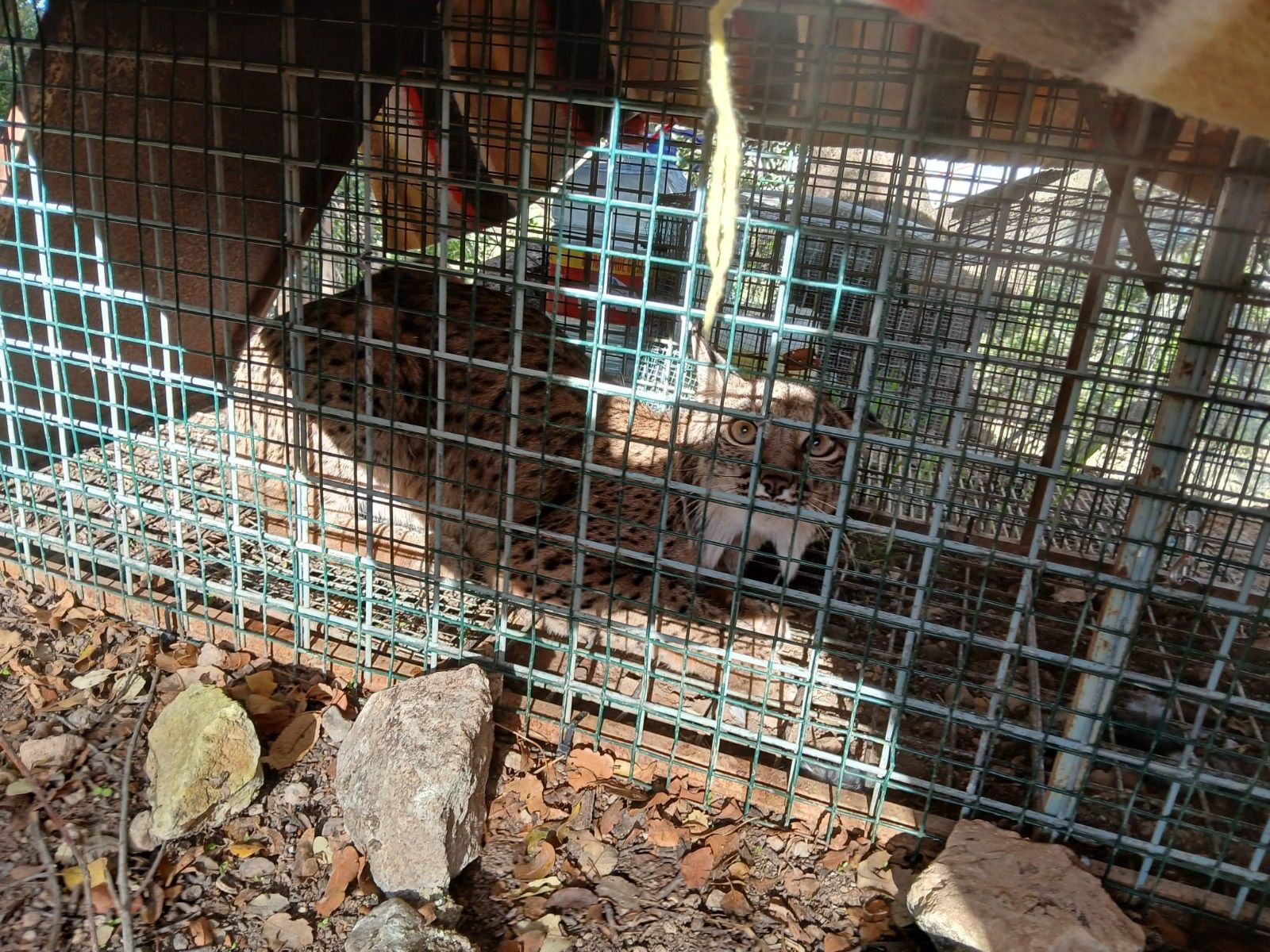 Ejemplar del lince ibérico encontrado en Cabra, bautizado como 'Igabrum'.