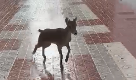 Captura de pantalla de uno de los vídeos que han captado a la cría de Cabra en la calle Jaime