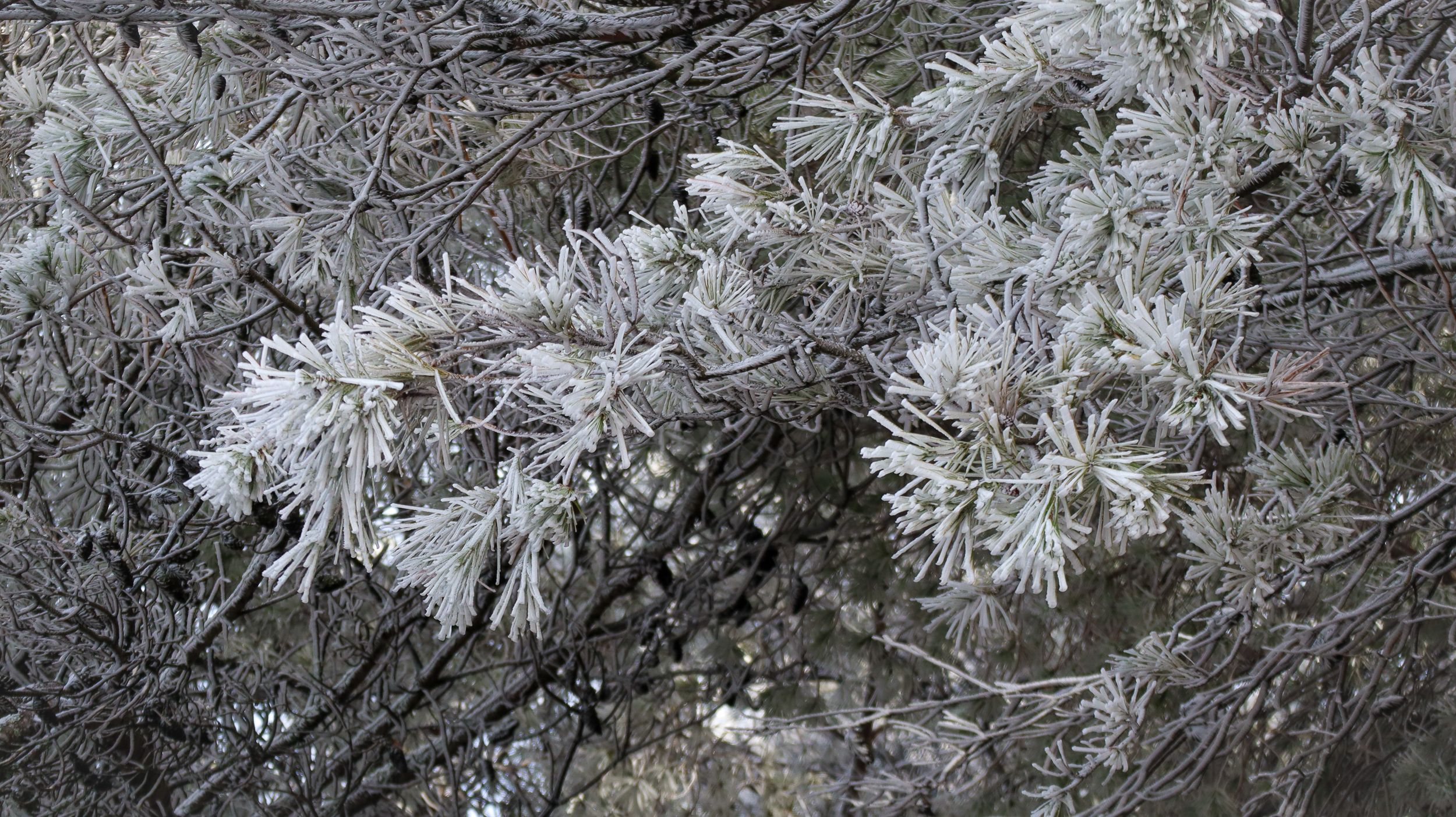 Nevada en la Sierra de Cabra 01