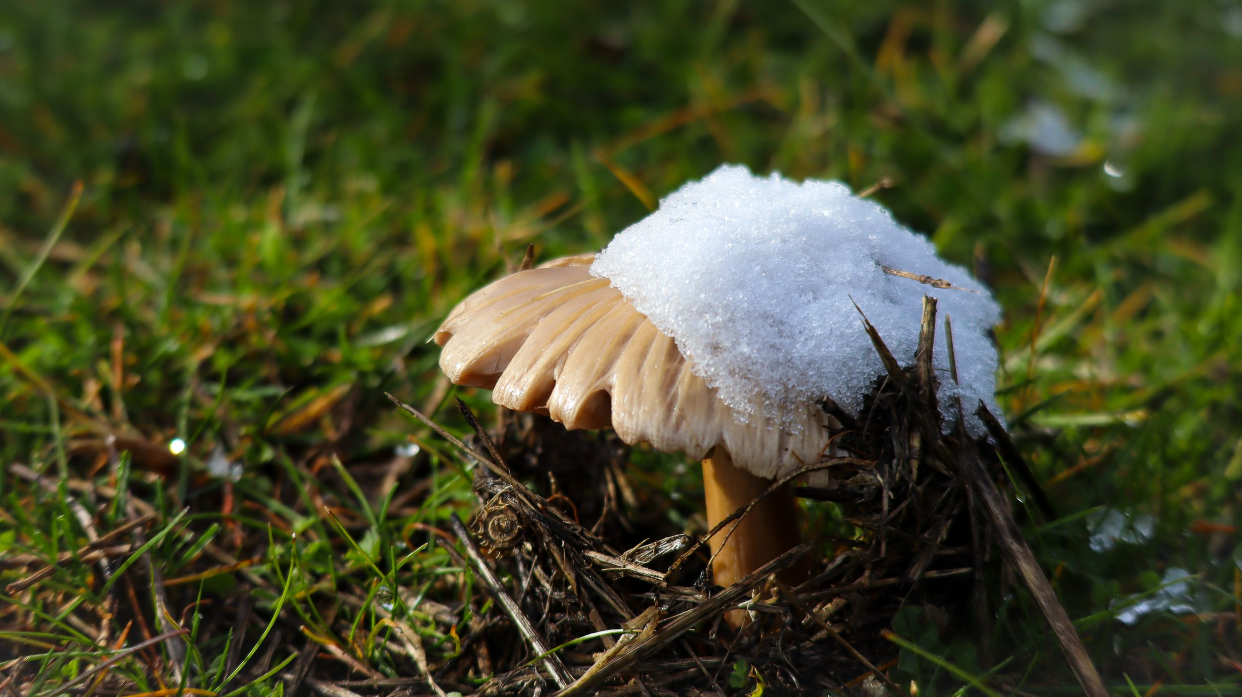 Nevada en la Sierra de Cabra 07
