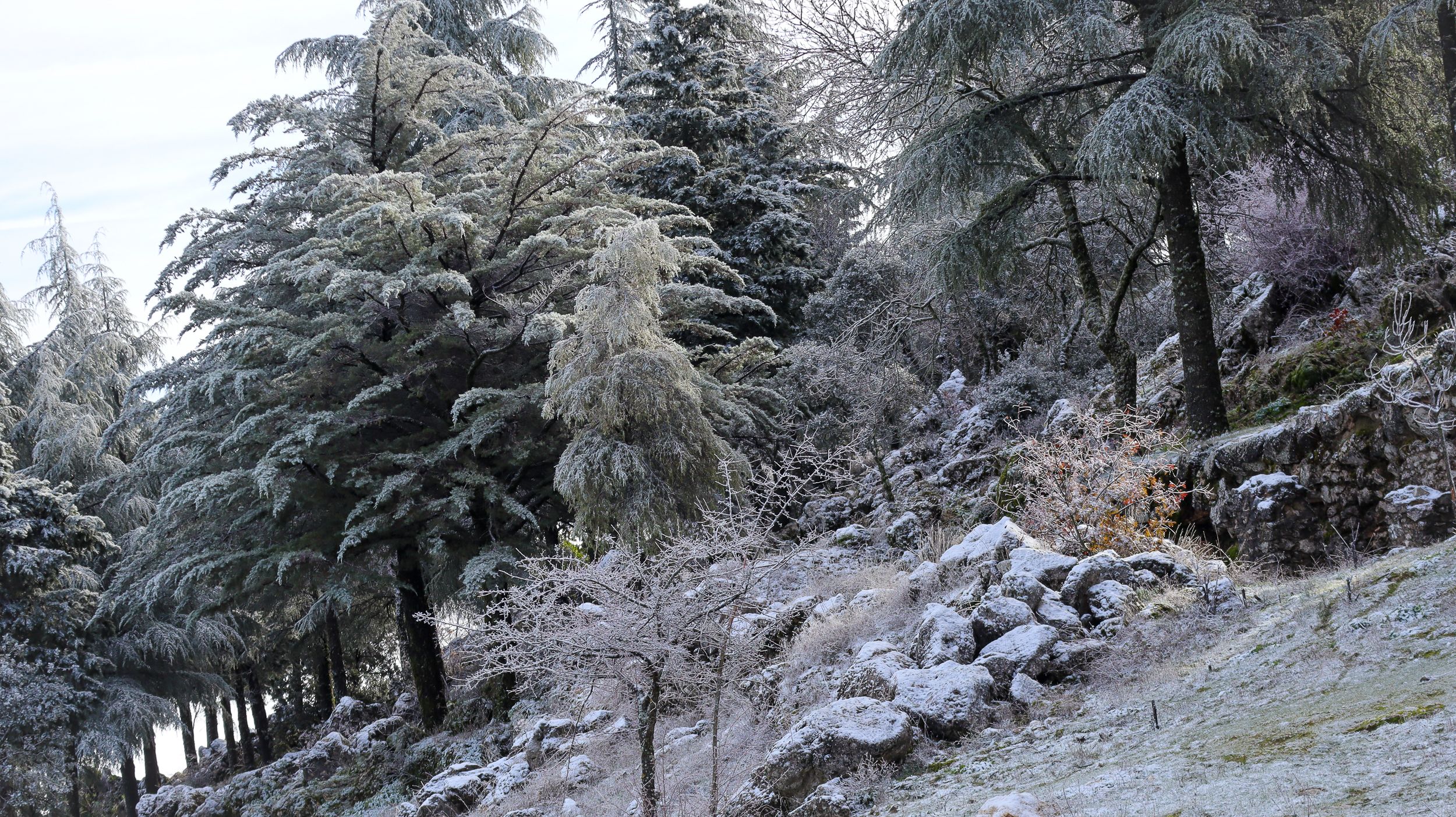 Nevada en la Sierra de Cabra 09